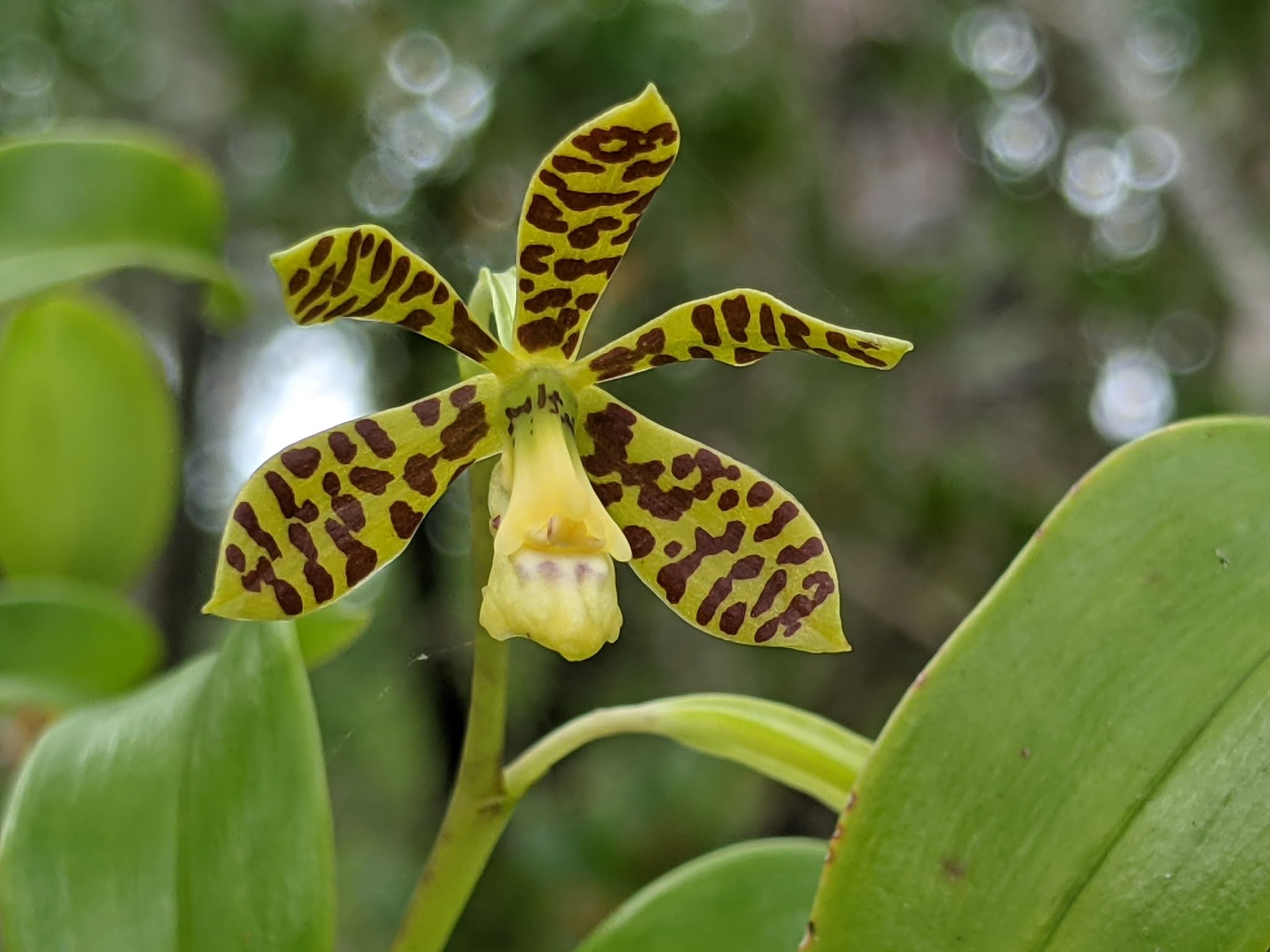 Prosthechea boothiana